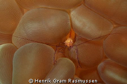Shrimp in Bubble Coral by Henrik Gram Rasmussen 
